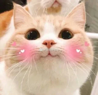 🌸 emoji @Opstickerpacks ✨cats💖💫 Telegram sticker 20 of 61