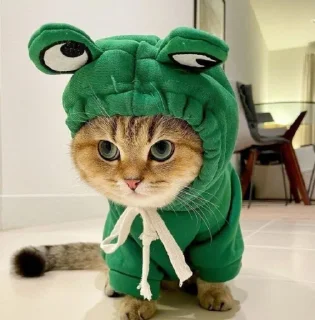 🌸 emoji @Opstickerpacks ✨cats💖💫 Telegram sticker 5 of 61