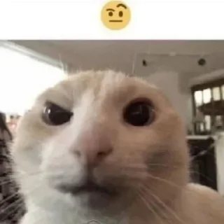 🤨 emoji だにしゅ's Chat | Lisa pack by @QuotLyBot Telegram sticker 12 of 120