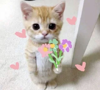 💐 emoji dudul gemes kata alin Telegram sticker 5 of 17