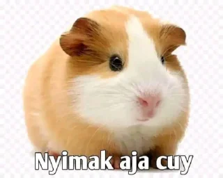 😁 emoji Campur cuy @cherwi Telegram sticker 21 of 37