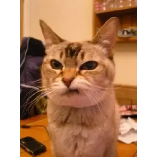 Sticker from Meme cats
