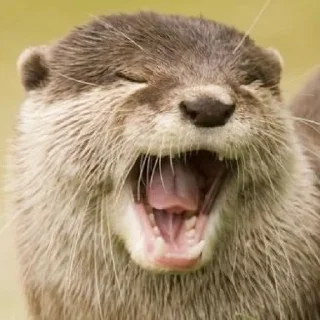 Sticker from otter