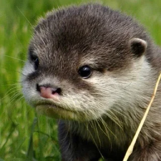 Sticker from otter