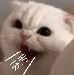 Sticker from 小网警的喵喵
