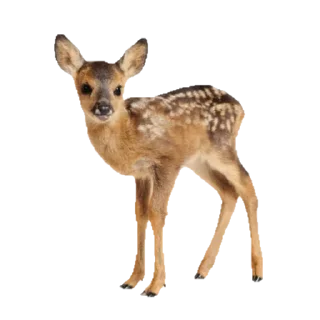 🦌 emoji @lueveil ₊˚⊹ᰔ Telegram sticker 15 of 20
