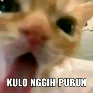 🥵 emoji ngemut Telegram sticker 24 of 34