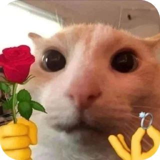 🐱 emoji Pussy* Telegram sticker 18 of 26