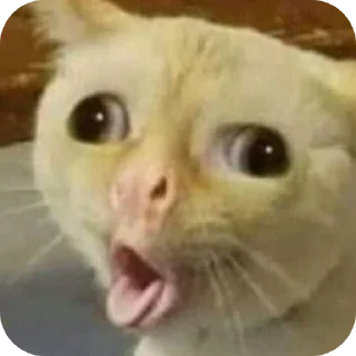 🐱 emoji Pussy* Telegram sticker 16 of 26