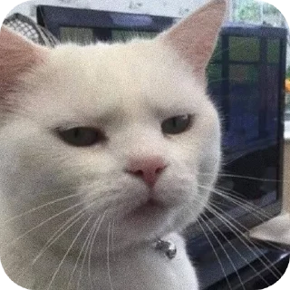 🐱 emoji Pussy* Telegram sticker 7 of 26