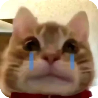 🐱 emoji Pussy* Telegram sticker 22 of 26