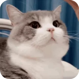 🌟 emoji @AnujSOfficial's Kang Pack (Video) Vol.8 Telegram sticker 22 of 50