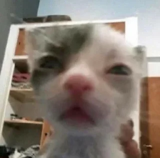 Sticker from Meme cat