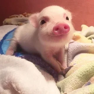 🐷 emoji kumpulan tuyul aily Telegram sticker 14 of 14