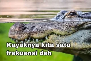 🤓 emoji stiker buaya Telegram sticker 21 of 28