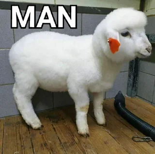 🐑 emoji Man...... Telegram sticker 5 of 27