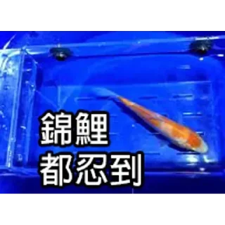 🥹 emoji 锦鲤表情包 Telegram sticker 11 of 85