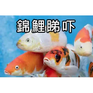 👀 emoji 锦鲤表情包 Telegram sticker 8 of 85
