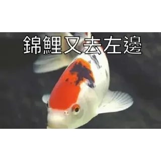 Sticker from 锦鲤表情包