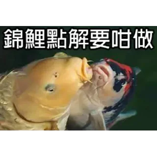 🤯 emoji 锦鲤表情包 Telegram sticker 9 of 85
