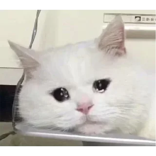 😭 emoji 东南亚最后的良心 @Coldcash_1 Telegram sticker 13 of 56