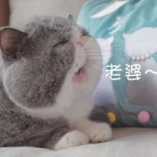 🥰 emoji @kkk952 等待花开，亦等你来 Telegram sticker 6 of 78