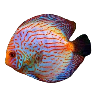 🫥 emoji Ikan Didudod Telegram sticker 16 of 22