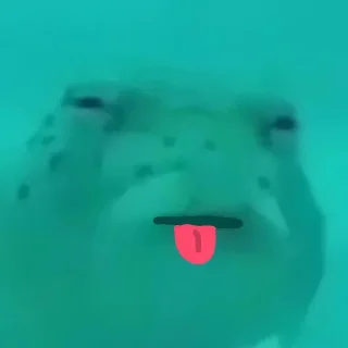 😝 emoji Ikan dongo Telegram sticker 14 of 28