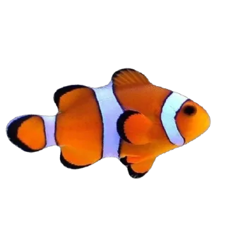 🫥 emoji Ikan Didudod Telegram sticker 5 of 22