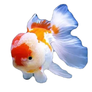 🫥 emoji Ikan Didudod Telegram sticker 18 of 22