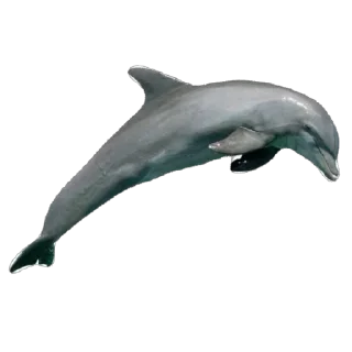 🫥 emoji Ikan Didudod Telegram sticker 13 of 22