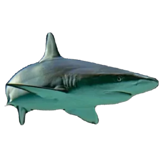 🫥 emoji Ikan Didudod Telegram sticker 14 of 22
