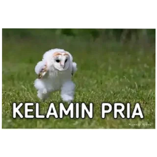 👍 emoji Ngontol Telegram sticker 6 of 36