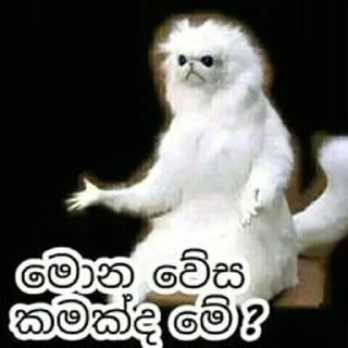 Sticker from සිංහල funny ස්ටිකර්👉👈