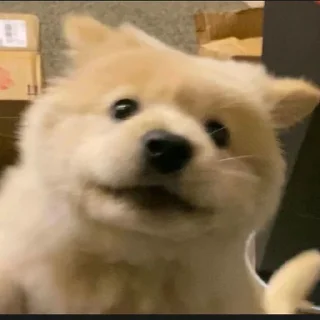😢 emoji 来个助理吧~ @zhulididi Telegram sticker 18 of 29