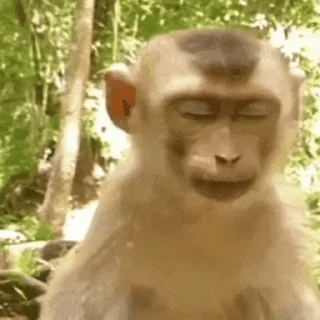 🐵 emoji 吗喽表情包 @Katak66 Telegram sticker 21 of 50