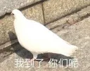 🐦 emoji 咕咕咕pack Telegram sticker 6 of 36