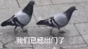 🐦 emoji 咕咕咕pack Telegram sticker 9 of 36