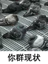 🐦 emoji 咕咕咕pack Telegram sticker 24 of 36