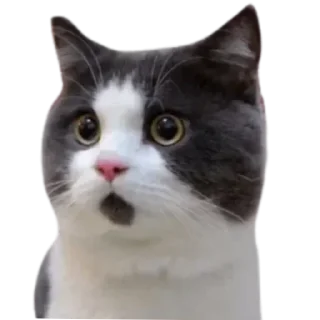 🐱 emoji Duke Morior @TLW_Morior Telegram sticker 11 of 30