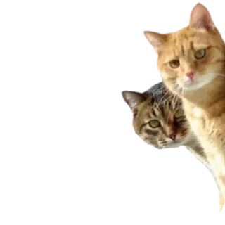 🐱 emoji Duke Morior @TLW_Morior Telegram sticker 12 of 30