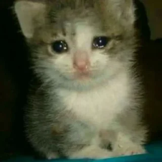 Sticker from Crying Cat @Grup_Anime_Chat