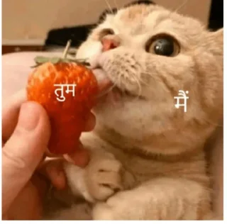 Sticker from @Opstickerpacks 🌟Hindi Memes 💖