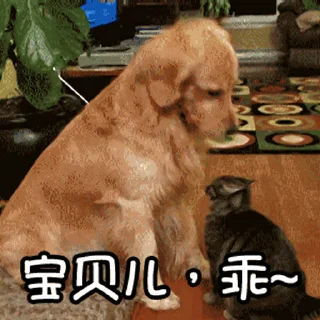 Sticker from 更多表情 @appmail 频道搜索 @S_Suo8