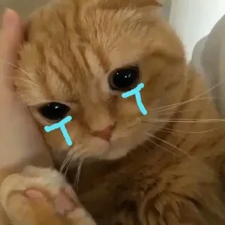 😭 emoji yM’s Telegram sticker 22 of 78