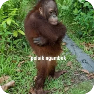 Sticker from monyet vi