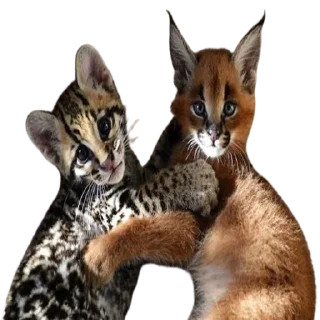 🤠 emoji Caracal Telegram sticker 16 of 30
