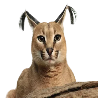 💋 emoji Caracal Telegram sticker 13 of 30