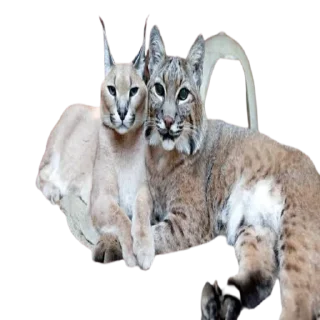 ❤️ emoji Caracal Telegram sticker 11 of 30