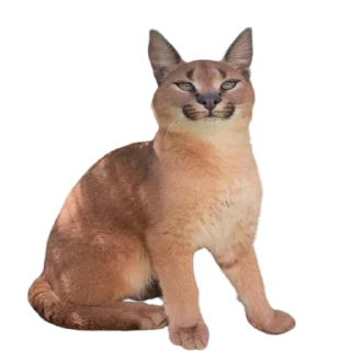 😆 emoji Caracal Telegram sticker 5 of 30